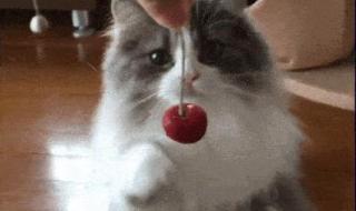 猫能吃水果之类的吗